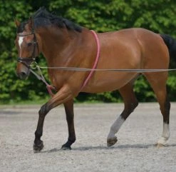 Waldhausen Longing System Lunging Aid Red/Grey Full