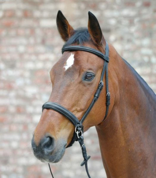 Mackey Star Bitless Bridle