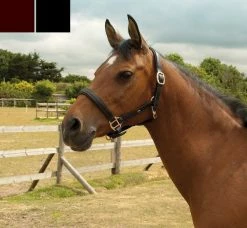 Heritage Padded Leather Headcollar