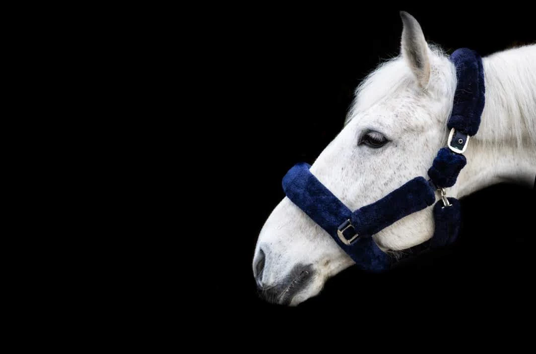 Cameo Equine Deluxe Headcollar Navy - Image 2