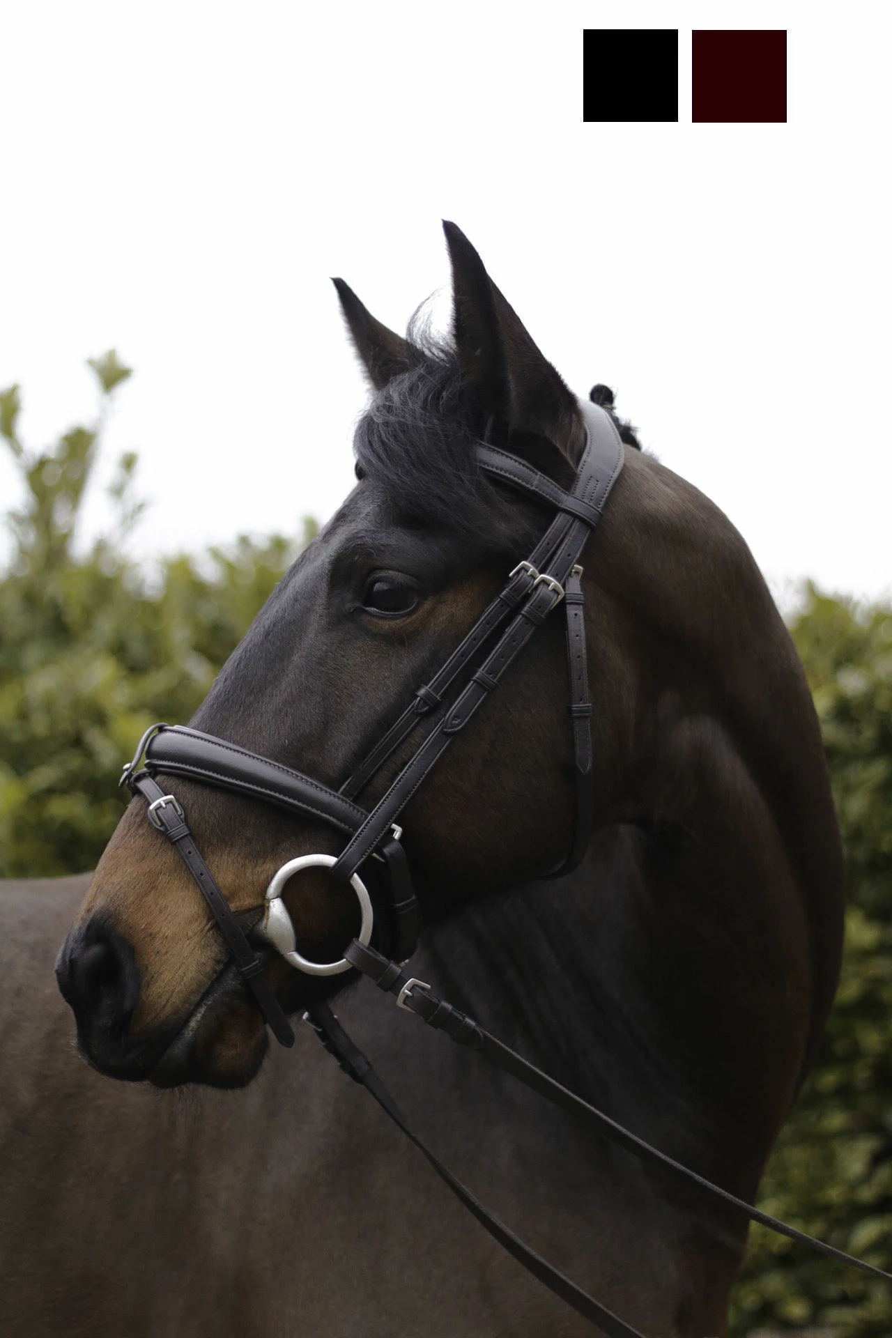 Cameo Equine Ecolux Bridle