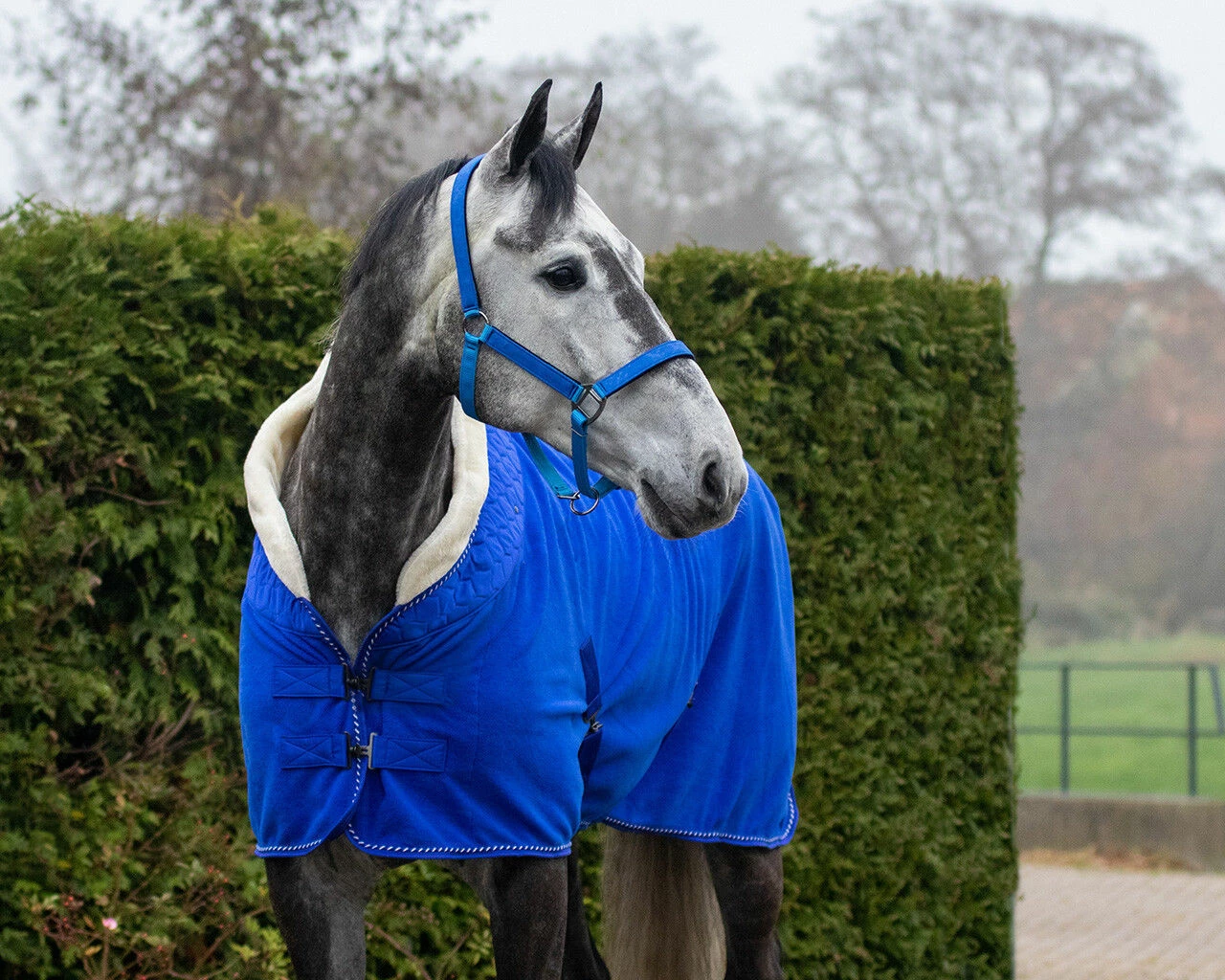 QHP Fleece Rug Brilliance Victoria Blue - Image 2