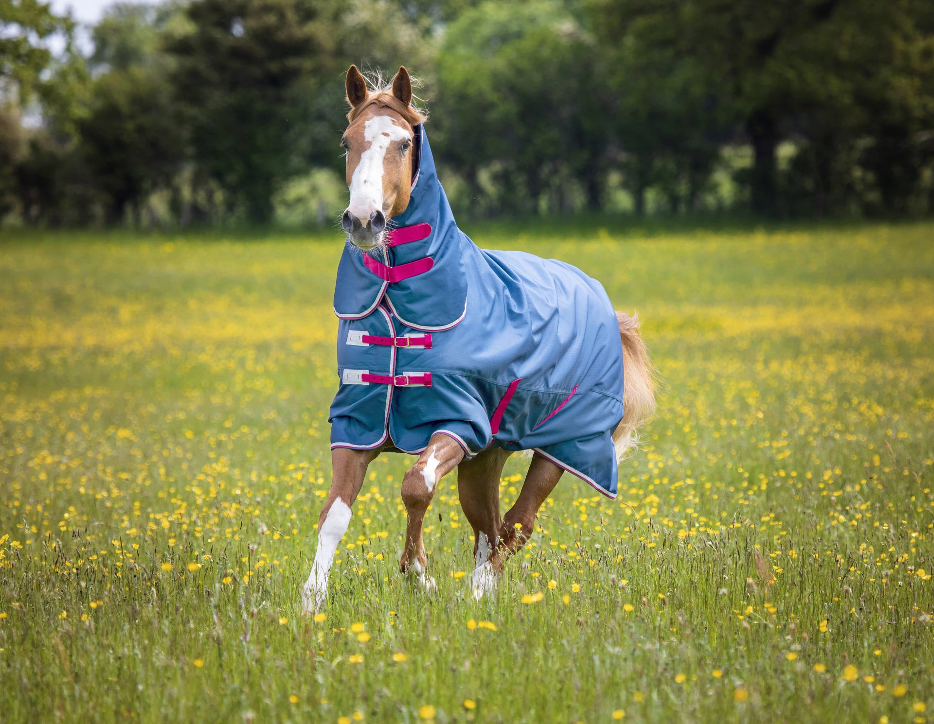 Shires Tempest Original Lite Combo Turnout Rug Teal - Image 2