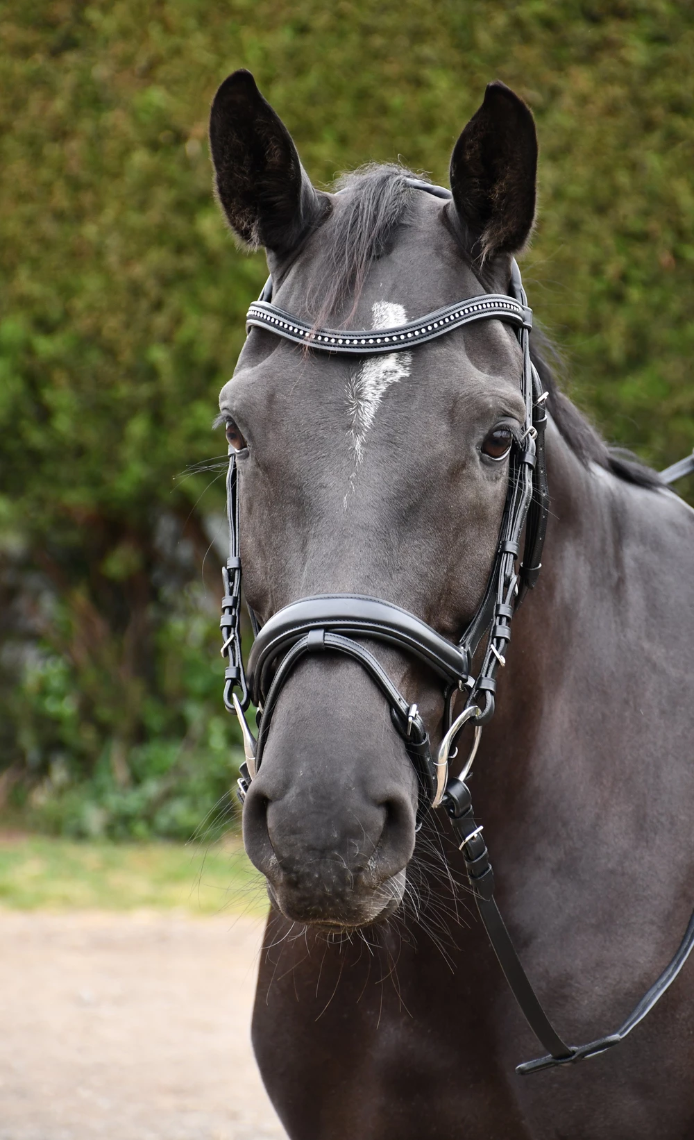 Rhinegold Italia Anatomical Flash Bridle - Image 2
