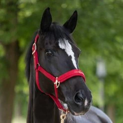 Covalliero Headcollar Chilli Pepper