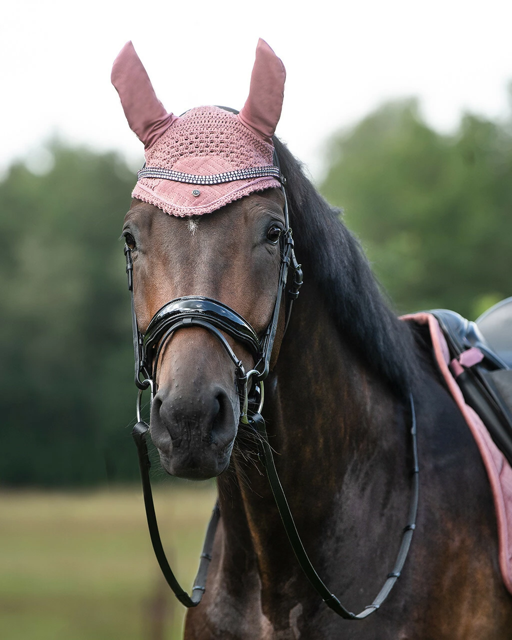 QHP Browband Collection Blush - Image 2