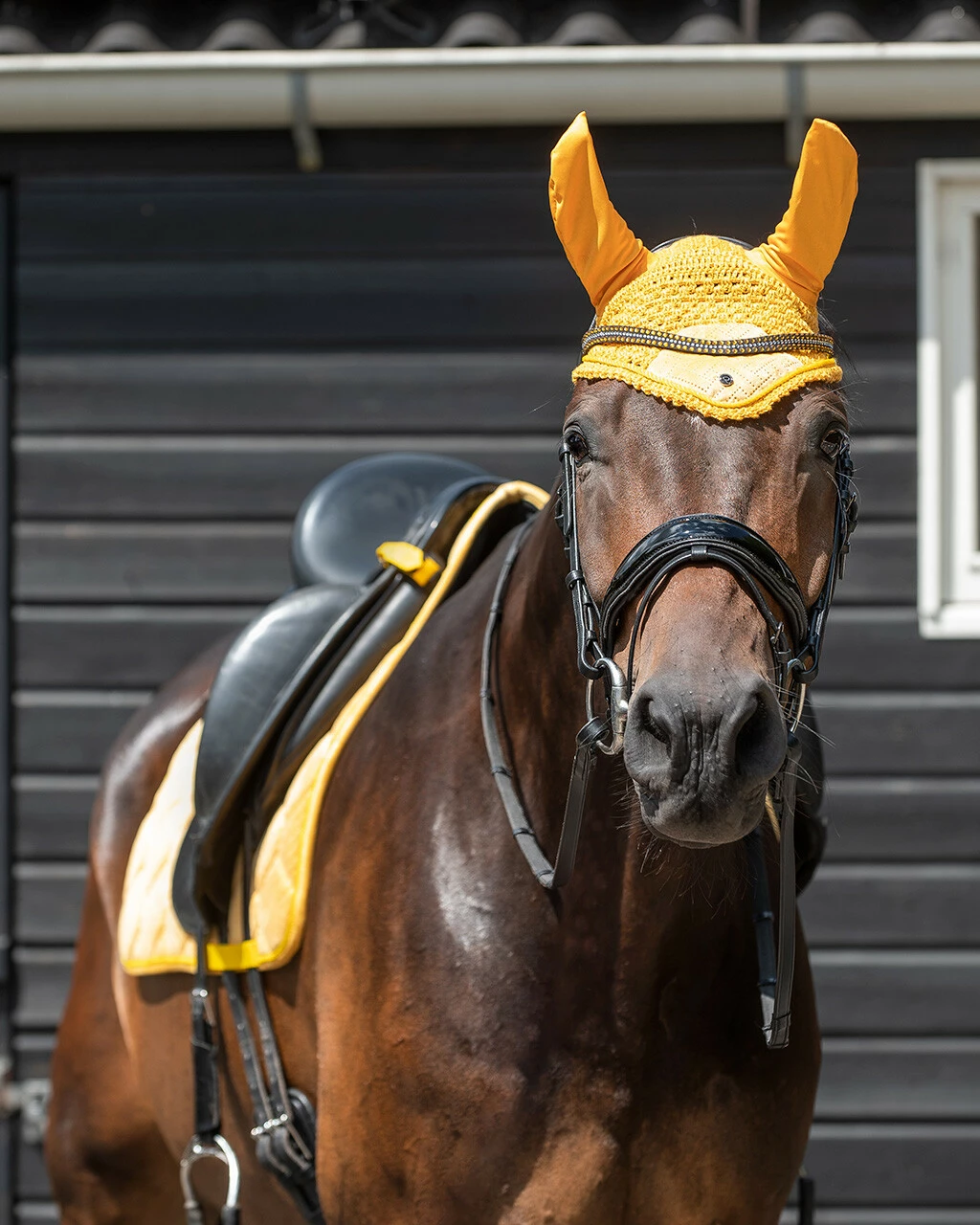 QHP Browband Collection Sunflower - Image 2