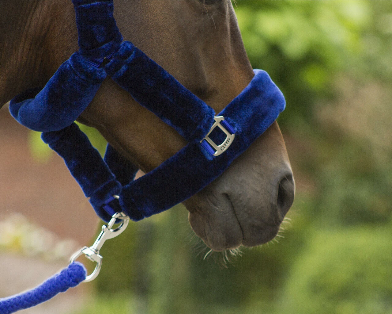 QHP Headcollar Alaska Navy/Blue - Image 2